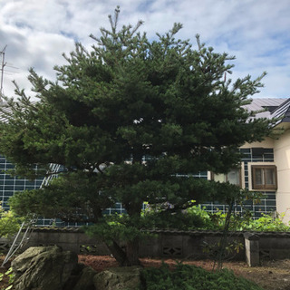 小さな造園屋さん。Rize Garden 🦚