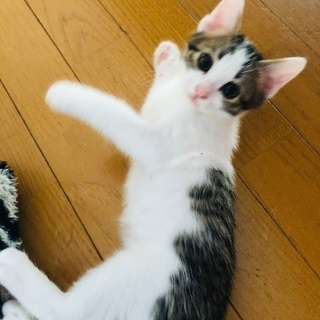 里親募集ฅ•ω•ฅ