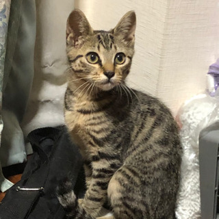 可愛いキジトラの仔猫(オス 推定3ヶ月)を保護しました。大切に育...