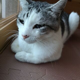 人懐こく、温厚なおじいさん猫です。