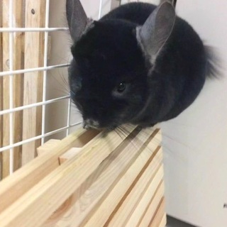 里親様募集！