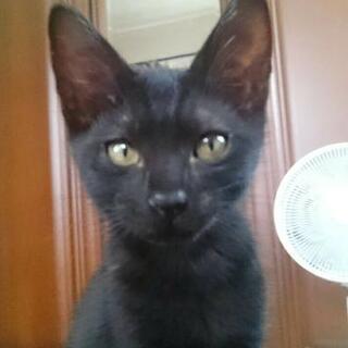 バロンに似たイケメンくんの里親さん募集