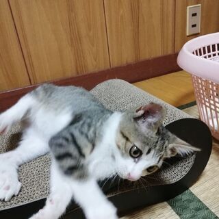 のら子猫 里親募集中