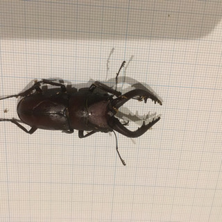 ノコギリクワガタ  雄