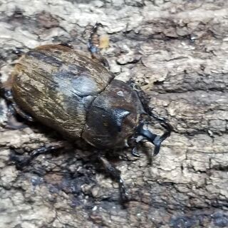 サビイロカブトムシ　1ペア
