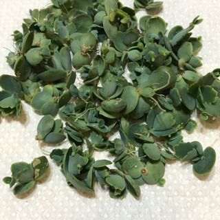 多肉植物  子宝草  マザーリーフ