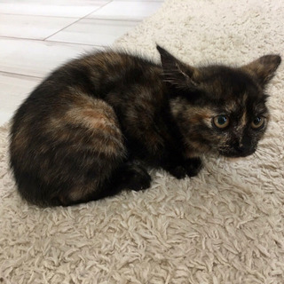 【募集停止】サビ柄の子猫