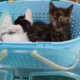 ぱっちりした目の子猫たちです。