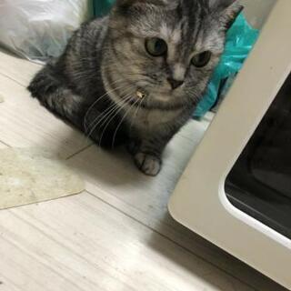急募‼️スコティッシュフォールド女の子三才 - 高槻市