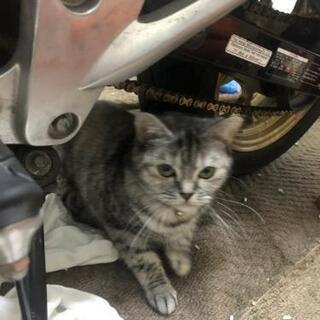 急募‼️スコティッシュフォールド女の子三才 - 猫