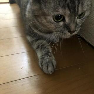 急募‼️スコティッシュフォールド女の子三才 − 大阪府