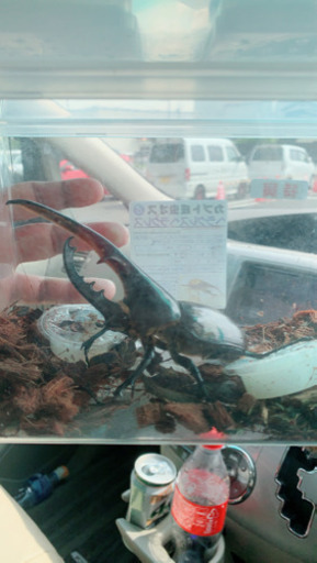 安いです！ヘラクレスオオカブト成虫ペア