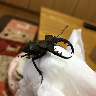 天然 ミヤマクワガタ オスメスセットの画像