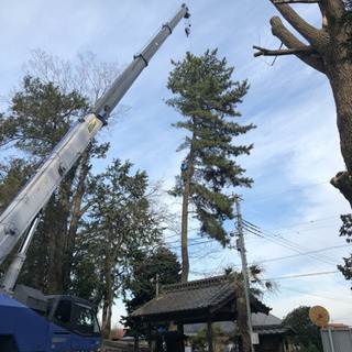 空師、高木剪定やロープクライミング、植木の仕事に興味ある方の画像