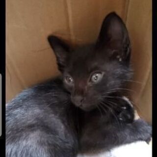 生後1ヶ月ぐらいの女の子