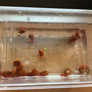 【けんぼの森】レッドラムズホーン5匹➡︎100円 水槽のお掃除屋さんの貝 - 相模原市