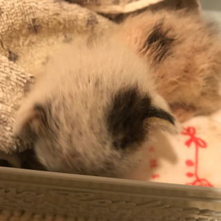 至急！生後間もない捨て猫２匹 − 大阪府