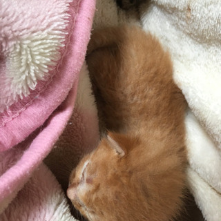 決まりました。産まれたて。里親になり素晴らしい未来を
