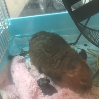 デグー の里親さん募集