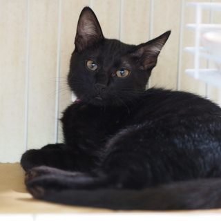おっとり黒猫よもぎちゃんの画像