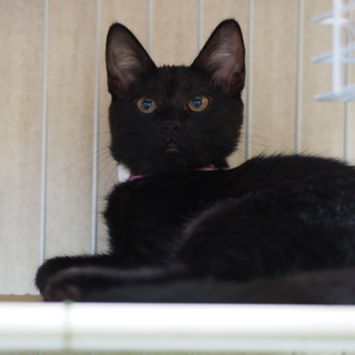 おっとり黒猫よもぎちゃん - 猫