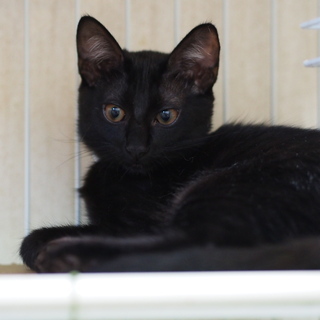 おっとり黒猫よもぎちゃん − 兵庫県
