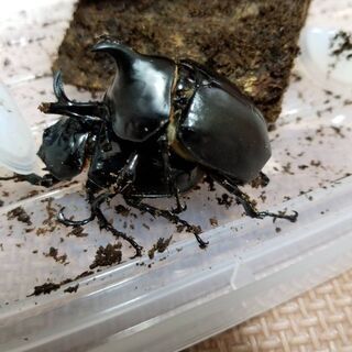 ダビディスカブトムシ幼虫5匹