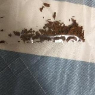 ±を中心に色々な分野が学べるお茶講座ですの画像