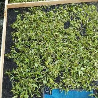 ±を中心に色々な分野が学べるお茶講座ですの画像