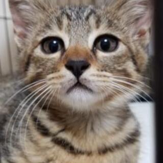 子猫1匹の里親さん募集しています