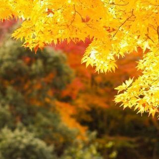 写真友達, ー外国人と友達, 卓球友達 - 品川区