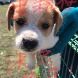 子犬の里親様募集。