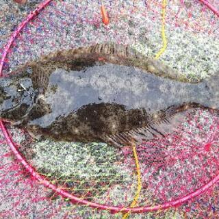 釣り仲間募集