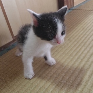 6月末に産まれたばかりの雄の子猫です。