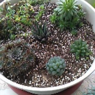 多肉植物もらって下さい