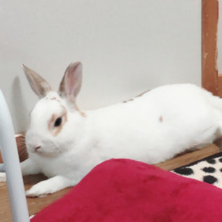 うさぎ・オス・2才