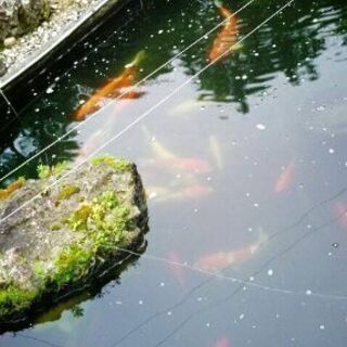錦鯉、真鯉、金魚