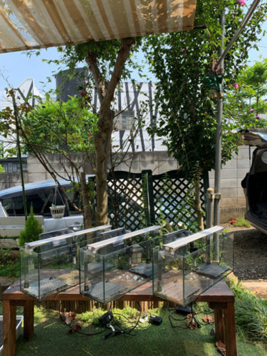 水槽セット限定3つ 3点購入でおまけ有り