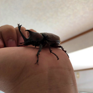 カブトムシ、クワガタムシの画像