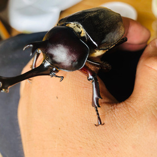 カブトムシ、クワガタムシの画像