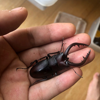 カブトムシ、クワガタムシの画像