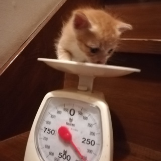 人懐こい生後約1か月の茶トラちゃん