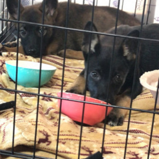 推定4ヶ月の子犬 里親さま決定しました。