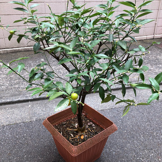 植木 金柑（きんかん）