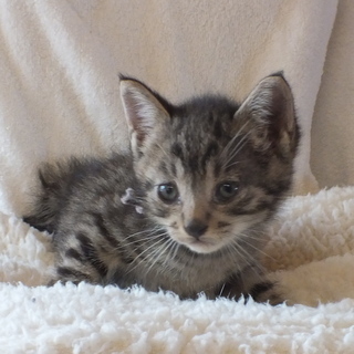 ２ヶ月の兄弟こねこ＜面会予定相談中＞