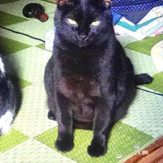 保護猫の家族になっていただける方！　４歳　オス　甘えん坊の黒猫　去勢済