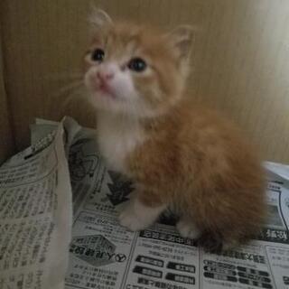 生後1ヵ月程度の子猫が、家の壁の隙間へ落ちたので保護しました。も...