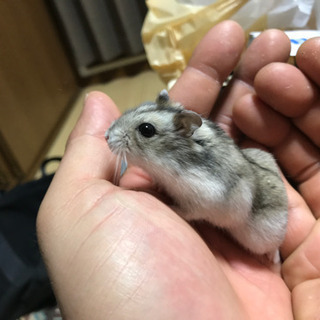 ジャンガリアンハムスター