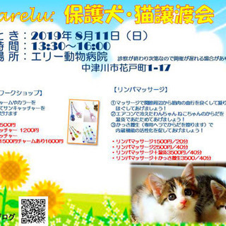 いぬ、ねこ譲渡会