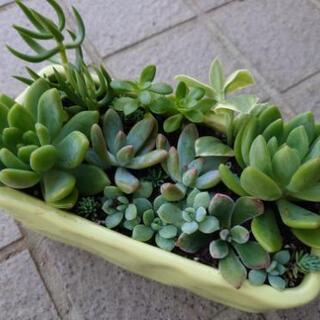 多肉植物差し上げます②
